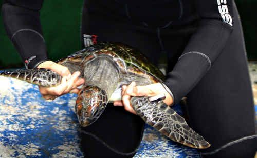 UnderwaterWorld staff released two rehabliltated hawksbill turtles back into the wild. UnderwaterWorld staff released two rehabliltated hawksbill turtles back into the wild.